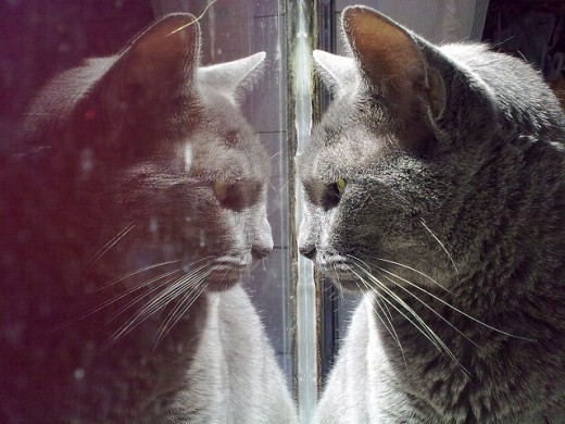 Who is that cat in the mirror?