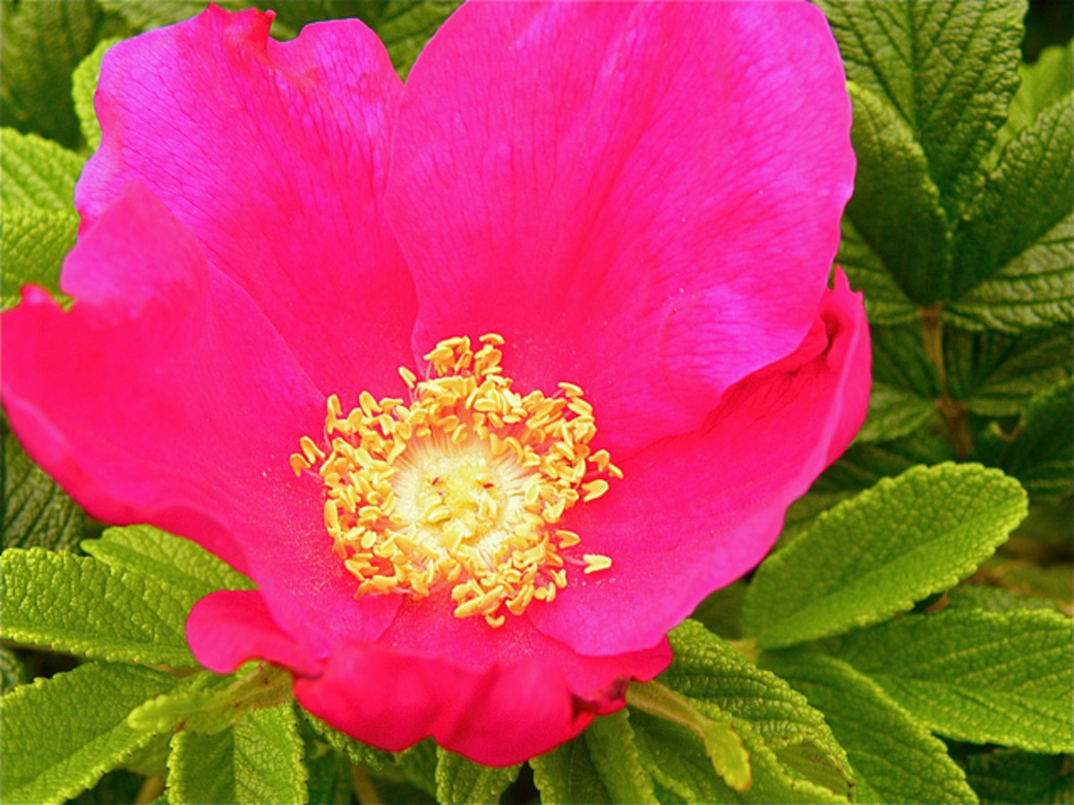 What is a Rugosa Rose  and How to Care for a Rugosa Rose