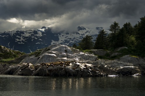 Stellar Sea Lions basking in the sun.