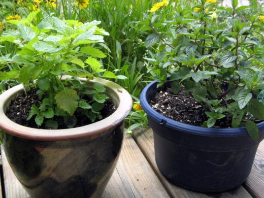 Mint and Lemon Balm