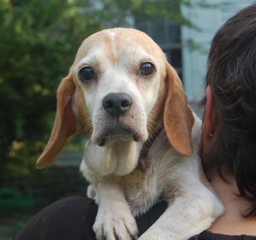 A 'Tiny' Beagle, once a hunting dog until she got too old to perform. The sweetest soul you can imagine!