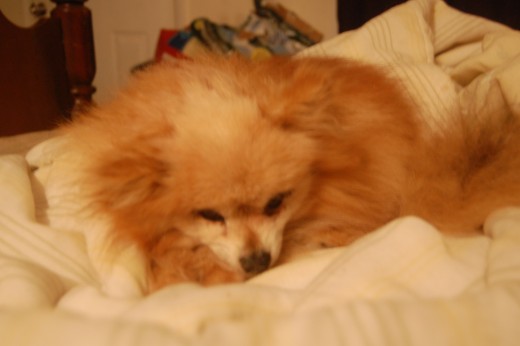 Tobias, a tiny lost soul ...so full of love!