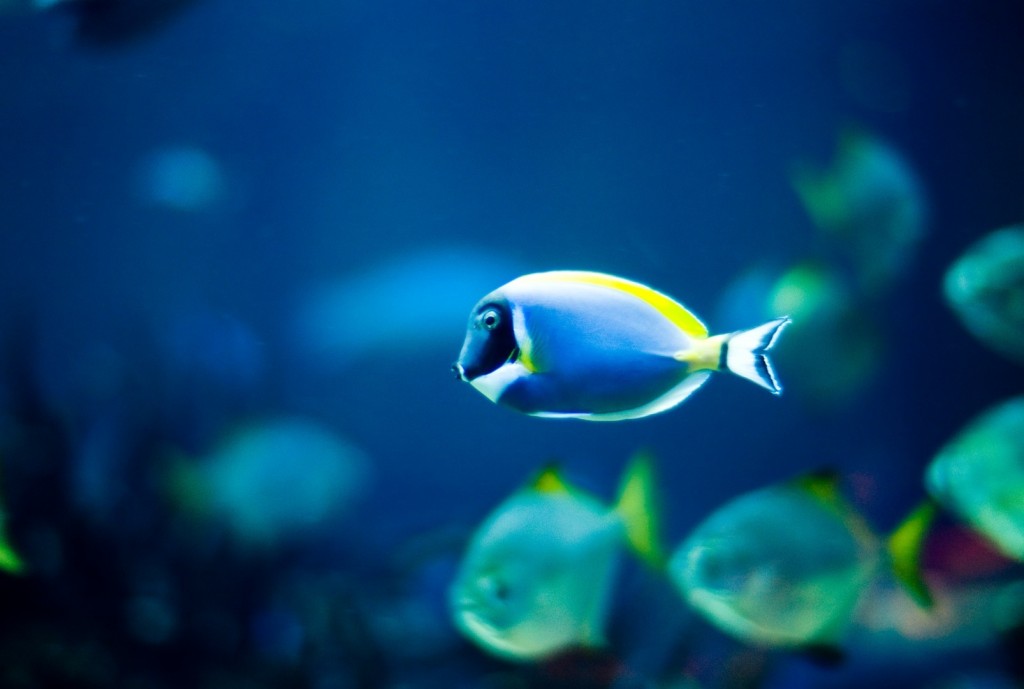 fish-dream-meaning-50-types-and-its-interpretation-dream-meanings