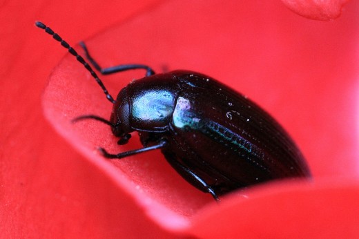 On this beetle, you can see the dimpled striping down the body of the beetle. You can see the facets on the eyes. And the iridescence is very beautiful. The segmenting on the antenna is fantastic!