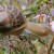 Snail on Dianella: notice the water drops? What about the texture of the body of the snail? And the texture and coloration of the snail's shell?