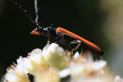Side view of the Red Faced Beetle.