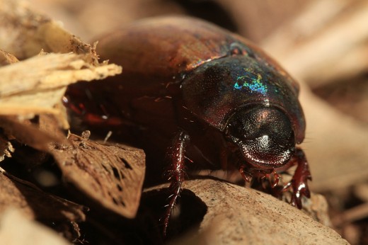 Christmas Beetle: The iridescent body parts provide a wonderful contrast to the brown body parts.
