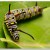 Monarch Caterpillar - Click on image to view larger image.