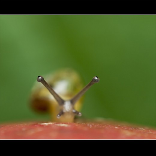 Small Snail on Apple Surface: So close that we can even see the small dots on the tips of the antenna. 