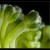 Broccoli: Macrophotography allows you to see the flowers of this broccoli in greater detail than one would normally see.