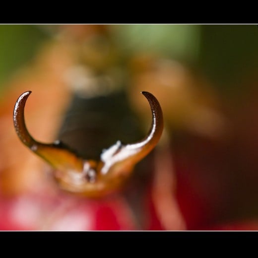 Earwig: Macrophotography enables you to see texture on the horns of an earwig! 