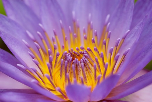 Water Lily: Notice the blending and transition where yellow and lavender meet.