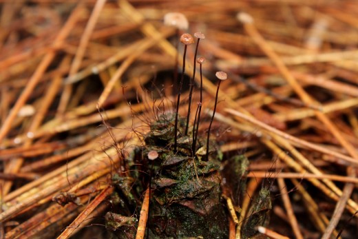 Macrophotography makes the small mushrooms, Marasmius capillaris, more visible. Notice the hairs on the pine cone.
