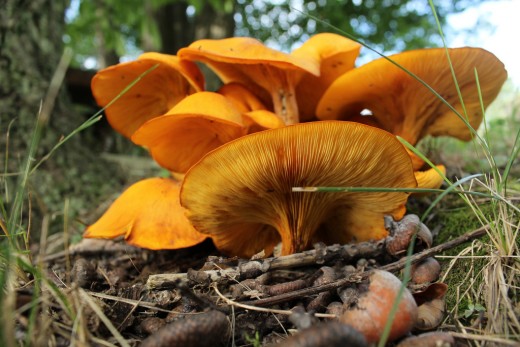 Orange Mushrooms: This photo allows you to view the wonderful textures under the mushroom's cap.