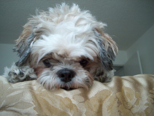 My mom's dog Cherokee