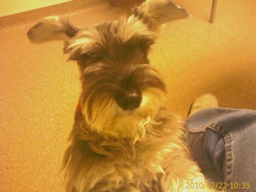 Pepper at the vet.
