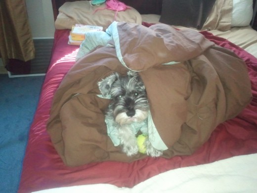 My little toot.
