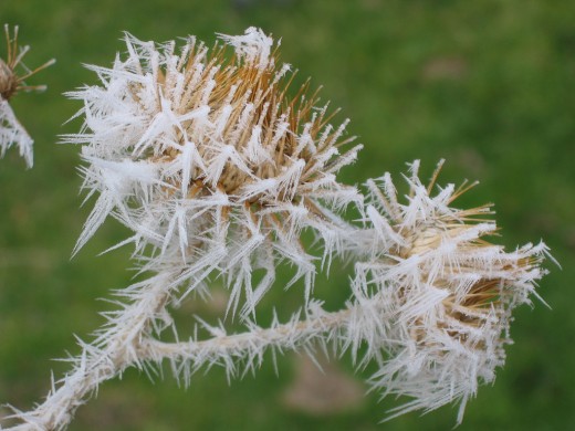 Frost on Thistle