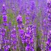 AromatherapyGuy profile image