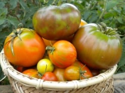 Tomato Planting - Guidelines and Tips For Growing Heirloom Tomatoes in the Backyard