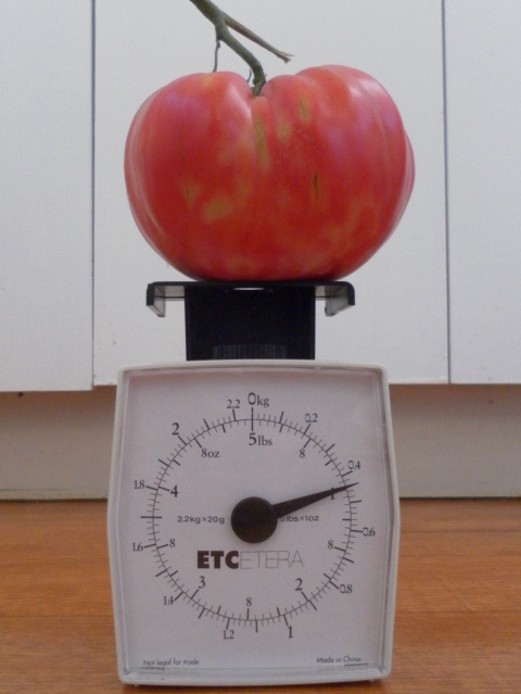 A one pound tomato on the weighing scale