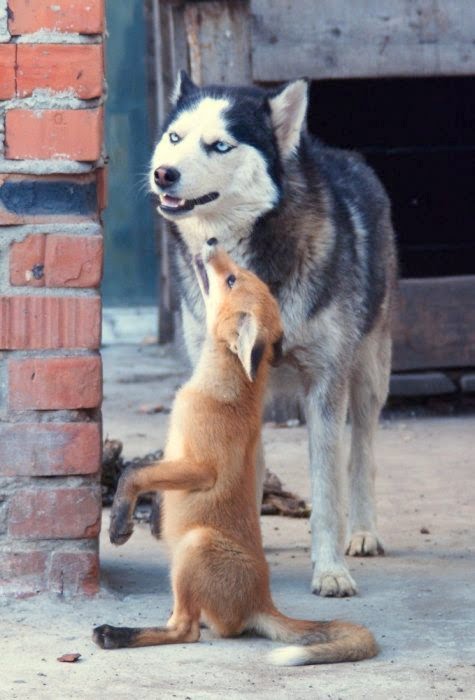 Fox and Husky- unusual for a husky.