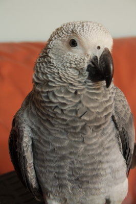A Portrait of an African Grey. It is a closeup, as you will notice I have not used a flash to capture this.