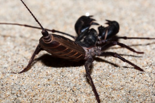 Vinegarroon. They are often called uropygids in the scientific community after the former order Uropygi. They are also known as whip scorpions because of their resemblance to true scorpions and because of their whiplike tails.” 