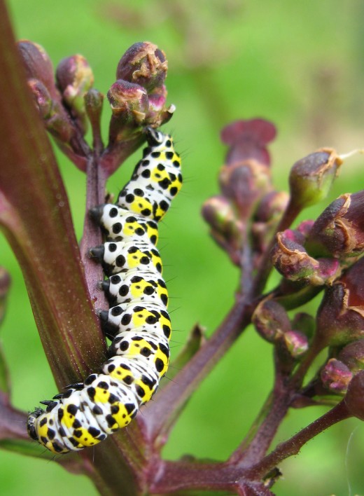 mullein moth caterpillar (Cucillia verbasci) feeding on Figwort (Scrophlaria sp?)