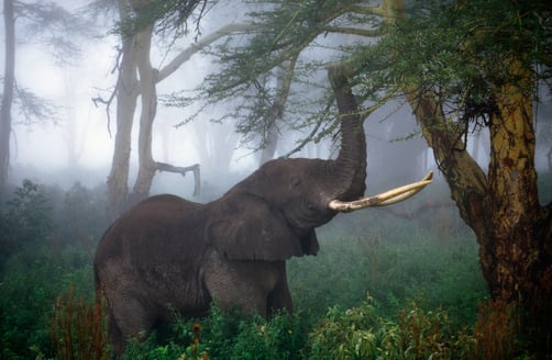 African elephant, Loxodonta africana, feeding on acacia tree, Acacia drepanolobium, Ngorongoro Crater, Tanzania