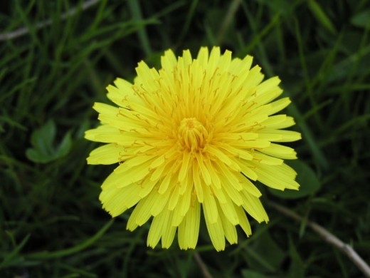 Dandelion flowers, they look innocent enough . . .