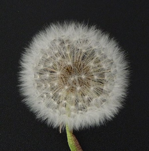 . . . but then they create an army of wind dispersed seeds, ready to invade the neighbors yard and reinforce their numbers in yours.
