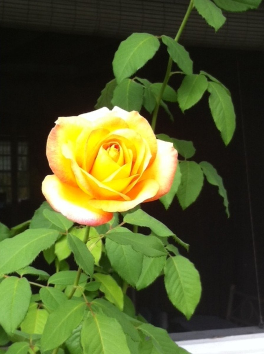 My Yellow Rose that has survived.