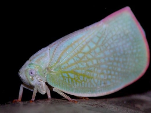 Leaf Hopper: the veining and coloration on its wings provide a very interesting display.