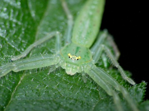 Although they are very small, it is easy to see the 8 eyes on this spider.