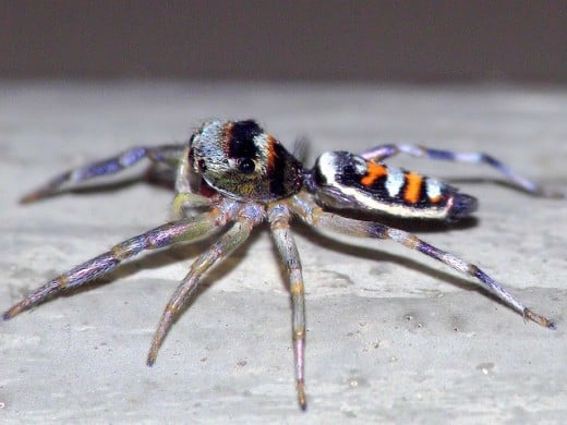 This spider has some very vibrant colors; even the legs are faintly striped with several different colors.