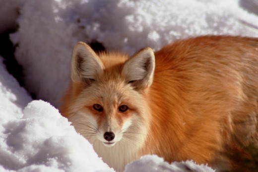 Should more than one fox be "foxen"?