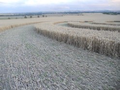 Crop circles of Wiltshire, original pictures from a visit to the Pewsey area in 2011