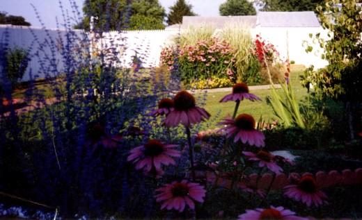 Coneflower and Russian Sage