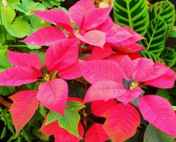 Poinsettia plants, the poinsettia flowers - the perfect Christmas gift