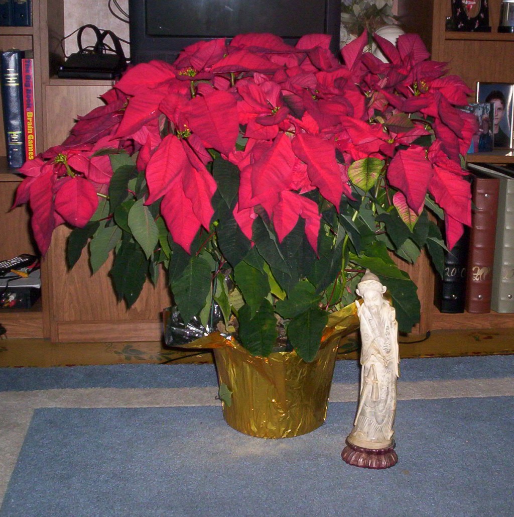 A Huge Poinsettia I Received Last Christmas Is Still Growing! HubPages
