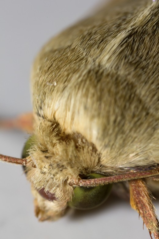 This macrophotographic image shows the small hairs on the antenna. Notice also the different types of hair on the legs.