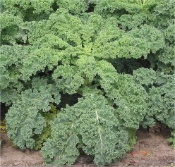 Brassica oleracea Varieties