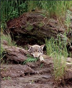 A wolf in its natural den.