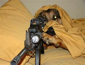 Dog shoots hunter, you can't make this stuff up!