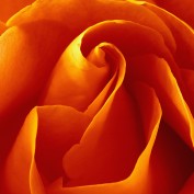 Madalyn Rose profile image