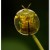 The macrophotographic image of this beetle is small. Consider the size of this drop of water. Click on image to see a larger image.