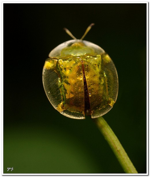 The macrophotographic image of this beetle is small. Consider the size of this drop of water. Click on image to see a larger image.