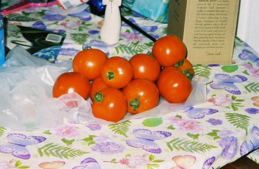 Twelve tomatoes
