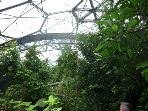 Looking up through the foliage in the Tropical biome
